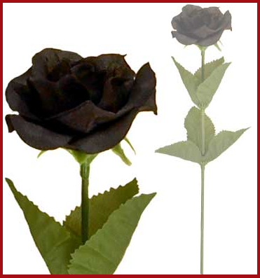 rose 1